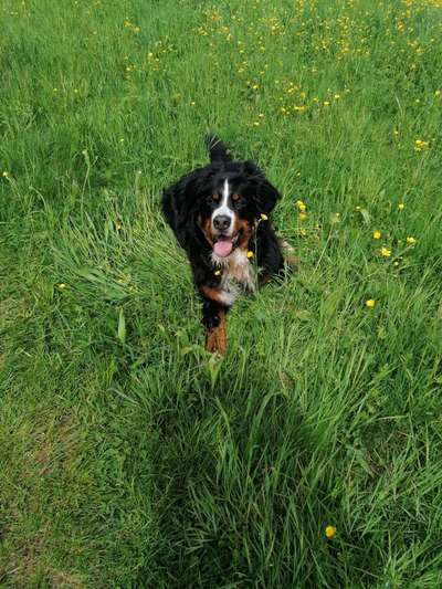 Berner Sennen-Beitrag-Bild