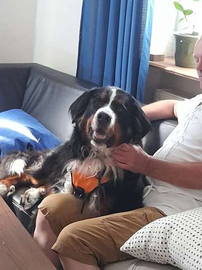 Berner Sennen-Beitrag-Bild