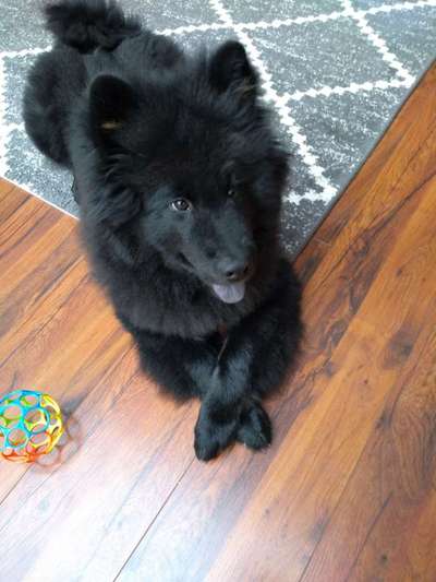 Eurasier hier?-Beitrag-Bild