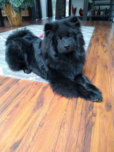 Eurasier-Beitrag-Bild