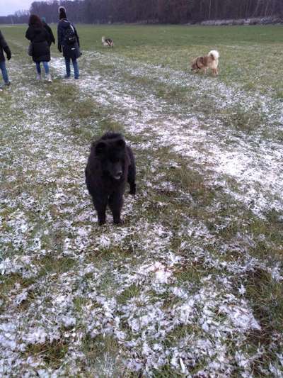 Eurasier hier?-Beitrag-Bild