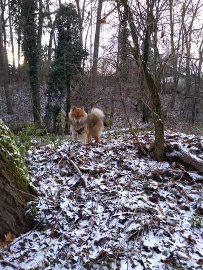 Eurasier hier?-Beitrag-Bild