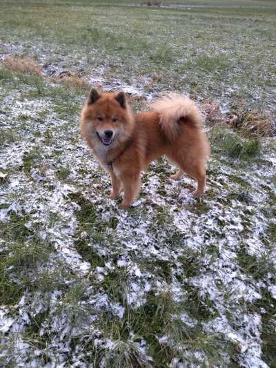 Eurasier hier?-Beitrag-Bild