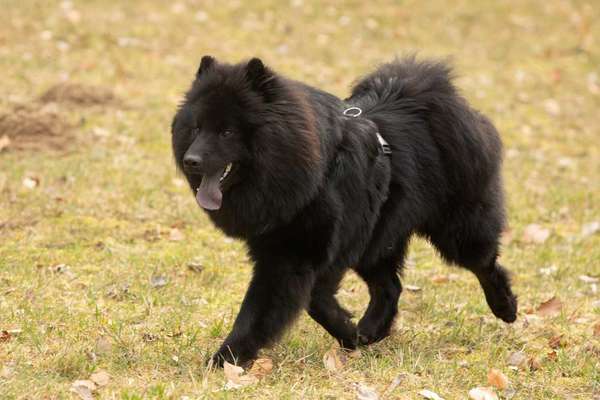 Nordische Hunde-Beitrag-Bild