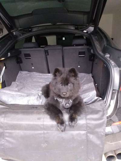 Foto Challenge Thema "Hunde im Auto"-Beitrag-Bild