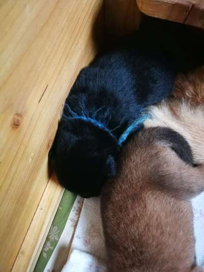 Eurasier hier?-Beitrag-Bild