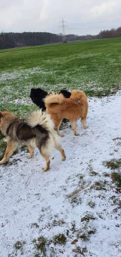 Eurasier hier?-Beitrag-Bild