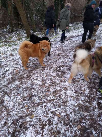 Eurasier hier?-Beitrag-Bild