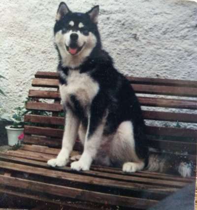 Nordische Hunde-Beitrag-Bild