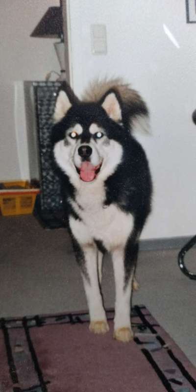 Nordische Hunde-Beitrag-Bild