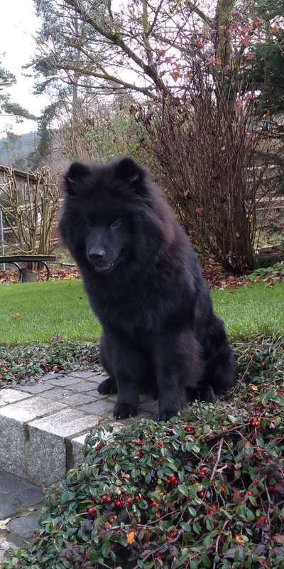 Eurasier hier?-Beitrag-Bild