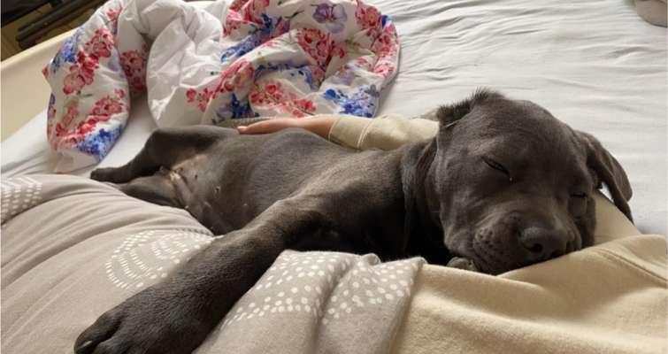 Welpen Bilder !-Beitrag-Bild