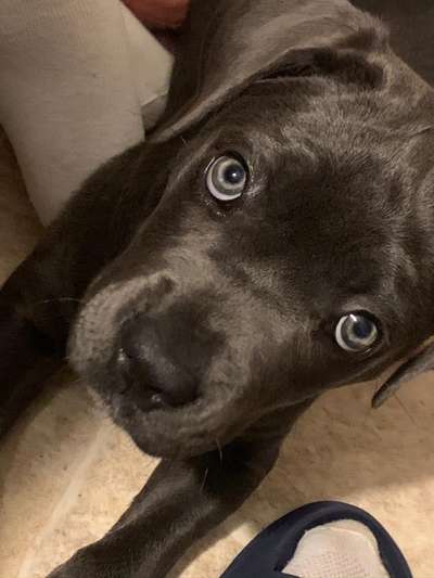 Wühltischwelpen-Beitrag-Bild