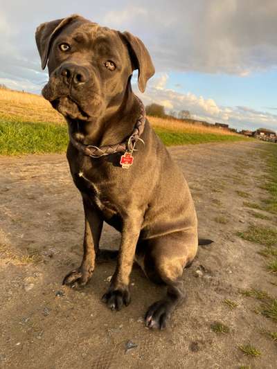 Zeigt eure verrücktesten Hundebilder-Beitrag-Bild