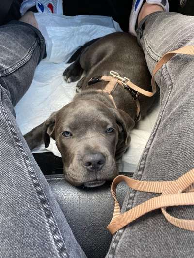 Wühltischwelpen-Beitrag-Bild