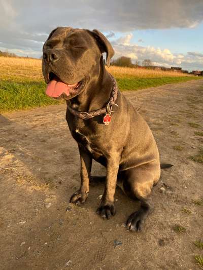 Die Dogorama Kalender Challenge Titelbild-Beitrag-Bild