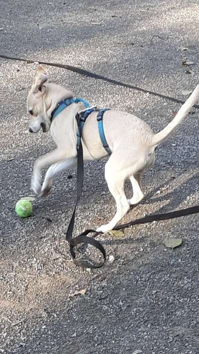 Fotosammlung: ,,Der natürliche Hund" Unbearbeitet, ungestellt und in Natura-Beitrag-Bild