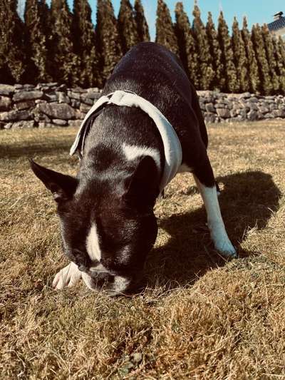 Wo sind hier die Boston Terrier?-Beitrag-Bild