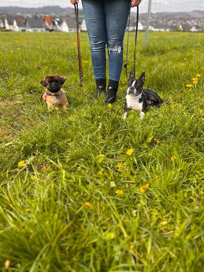 Boston Terrier Liebhaber❤️-Beitrag-Bild