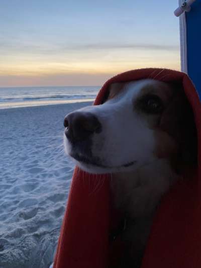 Dogorama Photo Challenge - Tierischer Urlaub-Beitrag-Bild