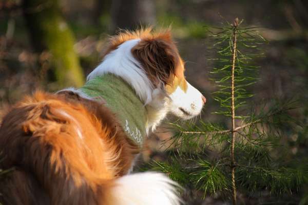 Wald Bild-Beitrag-Bild