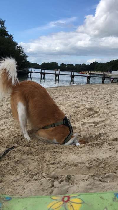 Dogorama Photo Challenge - Tarnung ist alles-Beitrag-Bild