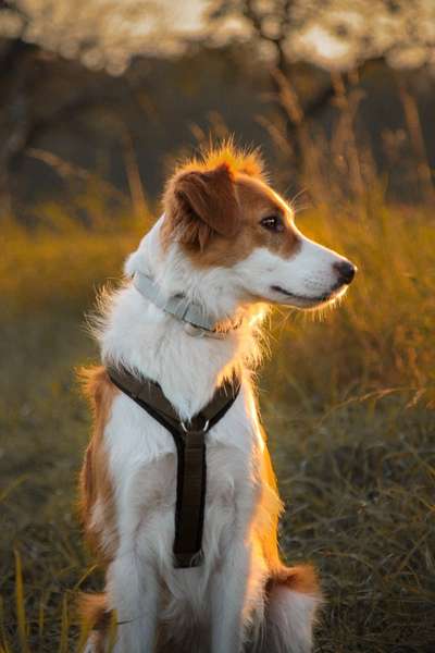 Dogorama Photo Challenge - Be my valentine-Beitrag-Bild