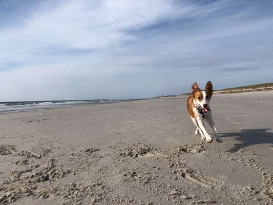 Dogorama Photo Challenge - Tierischer Urlaub-Beitrag-Bild