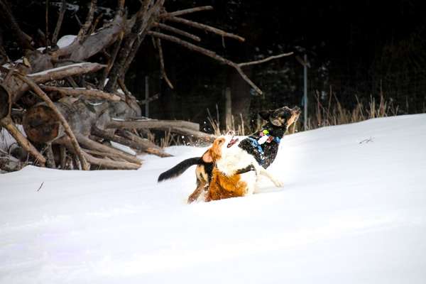 FOTO CHALLENGE 77 - Dein Hund im Spiel-Beitrag-Bild