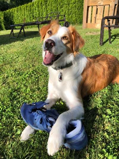 Dogorama Photo Challenge - Einmal lächeln bitte-Beitrag-Bild