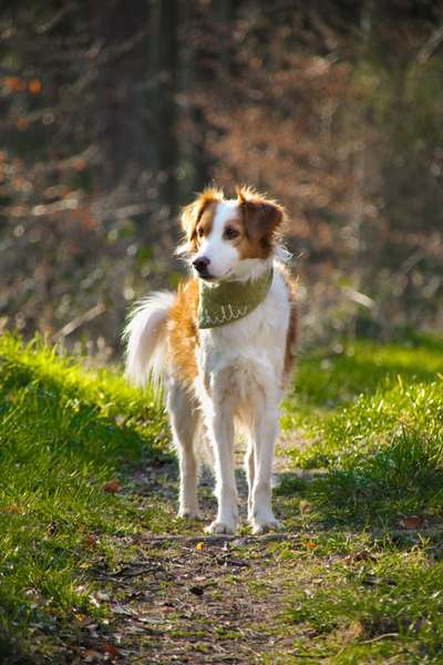 Mischlingshunde Foto Aufruf-Beitrag-Bild