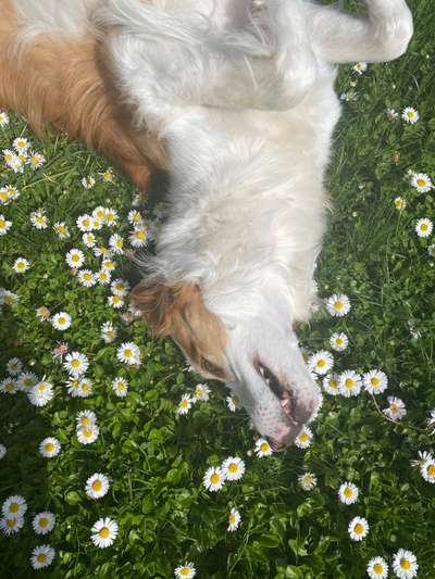 Fotochallenge 78

Es grünt und blüht-Beitrag-Bild