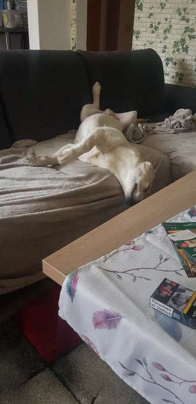 Wie groß waren eure welpen ?-Beitrag-Bild