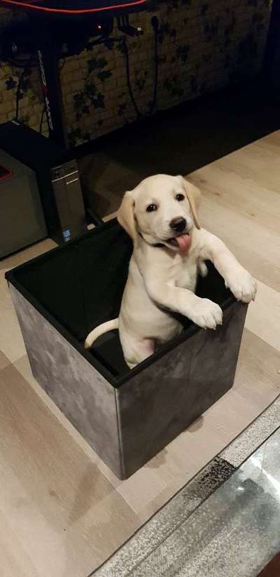 Wie groß waren eure welpen ?-Beitrag-Bild