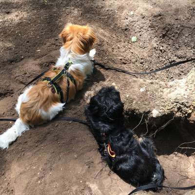Hundetreffen-Hundekontakte für Angelina und Daisy-Bild