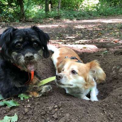 Hundetreffen-Gasssirunde Dinslaken-Hiesfeld / regelmäßige Treffen-Bild