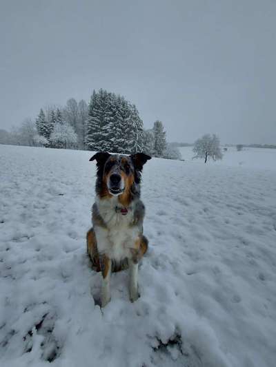 Australian Shepherd Mix-Beitrag-Bild