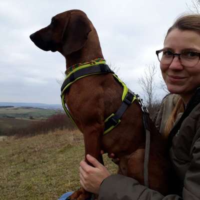 Hundetreffen-Gassirunde