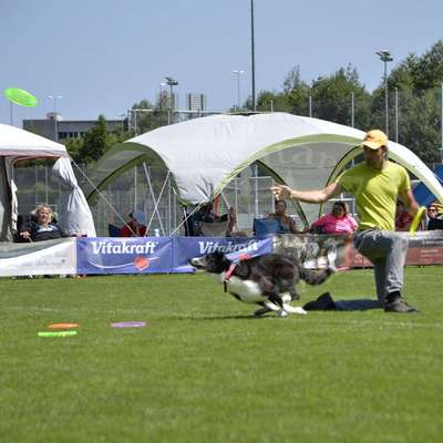 Hundetreffen-Hundefrisbee-Treff-Bild