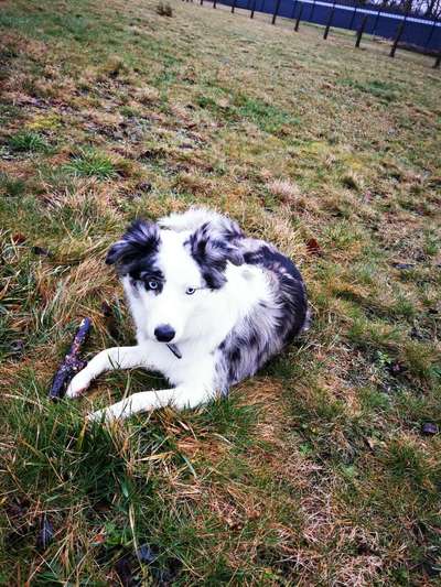 Zeigt mal eure border Collies :)-Beitrag-Bild