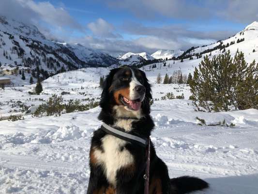 Berner Sennen-Beitrag-Bild