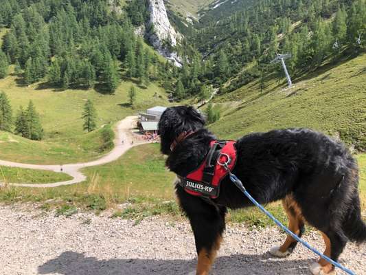 Berner Sennen-Beitrag-Bild