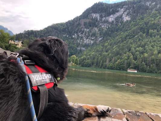 Berner Sennen-Beitrag-Bild