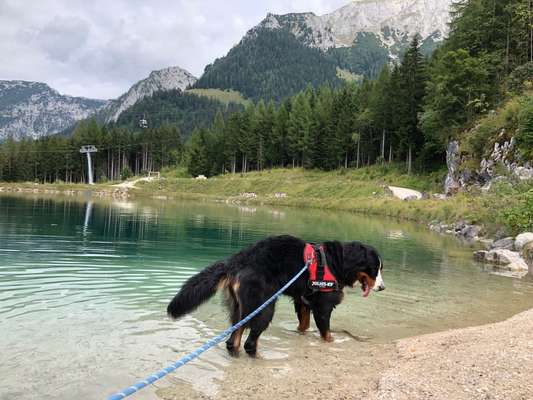 Berner Sennen-Beitrag-Bild