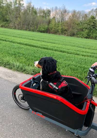 Berner Sennen-Beitrag-Bild