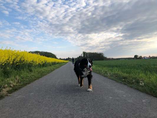 Berner Sennen-Beitrag-Bild