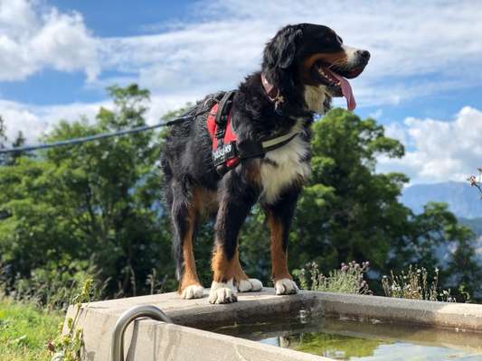 Berner Sennen-Beitrag-Bild