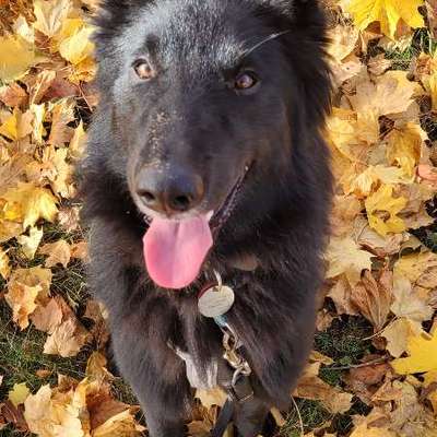 Hundetreffen-Gassi-/ & Spieletreffen-Bild