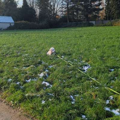 Hundetreffen-Gassirunde/Hundetraining + Spiel-Bild