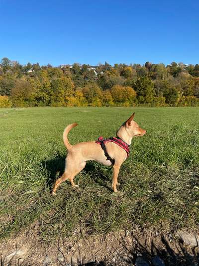 Das passende Brustgeschirr-Beitrag-Bild